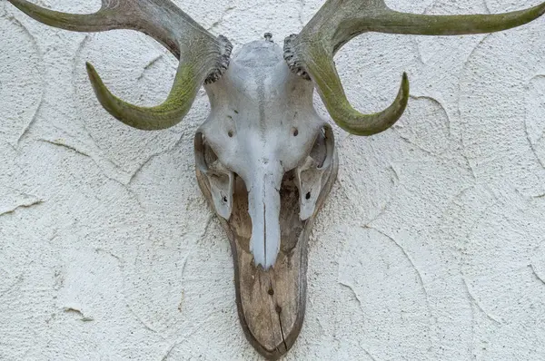 Belirgin boynuzları olan bir geyik kafatası, çarpıcı bir dekoratif parça olarak hizmet veren, desenli beyaz bir duvara monte edilir. Doğal renklendirme duvarla çok güzel zıtlaşıyor, kırsal bir cazibe ekliyor..