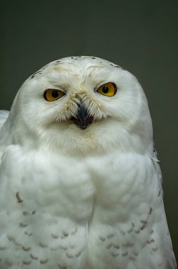 Görkemli kar baykuşu görkemli bir şekilde duruyor tüylü beyaz tüyleri ve parlak sarı gözleri ile, sakin bir iç mekanda büyüleyici bir yaban hayatı görüntüsü sunuyor..