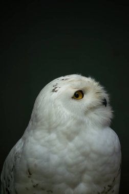Karlı bir baykuş, beyaz tüyleri ve parlak sarı gözleri ile sakince dinlenir. Koyu arkaplanlı zıtlık baykuşun doğadaki görkemli görünümünü vurguluyor..