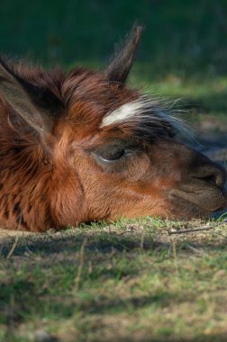 Gevşemiş bir lama, gözleri kapalı yumuşak çimenlere dayanır ve güneşin sıcaklığının tadını çıkarır. Sakin atmosfer, doğanın ve vahşi yaşamın barışçıl özünü yakalıyor..