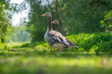 Ağaçlarla çevrili yemyeşil bir yolda zarif bir şekilde yürüyen iki kaz, huzurlu bir açık havada sıcak güneş ışığının tadını çıkarıyorlar..