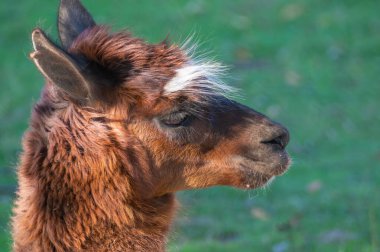 Lama, yemyeşil bir arka planda görünüyor. Kahverengi ve beyaz kürkü güneş ışığında parıldıyor. Yumuşak ifadesini ve sakin açık hava ortamında rahat duruşunu vurguluyor..