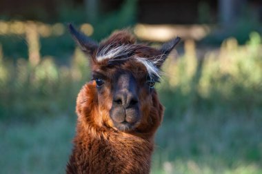 Bir lama, yumuşak kahverengi postu ve eşsiz yüz hatlarını sergileyerek, güneşli bir çayırda dimdik ayakta duruyor. Bereketli yeşillik huzurlu ortama huzur katıyor..