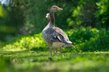 İki kaz, yoğun yapraklarla çevrili bir parkta yeşil çimlerin üzerinde duruyor. Güneş ışığı ağaçların arasından süzülür, yere yumuşak gölgeler bırakır, dingin bir atmosfer yaratır..