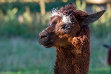 Kahverengi bir lama güneşli bir tarlada duruyor, benzersiz yüz izlerini ve yumuşak kürkünü sergiliyor. Lama, yeşil çimenler ve ağaçlarla çevrili, düşünceli bir şekilde bakıyor..
