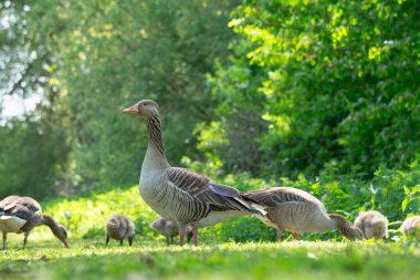 Greylag kazları ve kazları suyun yakınındaki canlı yeşil çimlerde avlanıyorlar. Güneş ışıl ışıl parlıyor ve bu bahar öğleden sonrasının huzurlu atmosferini güçlendiriyor..
