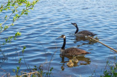 İki yetişkin kaz, tüylü kazlarıyla birlikte sakin bir gölün parıldayan sularında süzülüyor. Bereketli yeşillik resim çerçevesini çerçeveler.