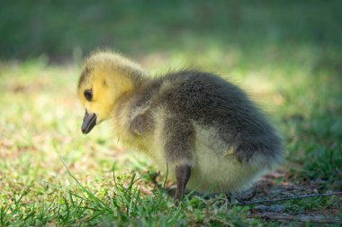 Tüylü, genç bir ötücü yeşil çimenlerin arasında dolaşır, garip bir şekilde sakin bir parkta sıcak güneş ışığının altında yeri gagalar..