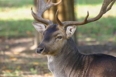Etkileyici boynuzlu bir geyik, verimli yeşilliklerle çevrili sakin bir ormanın ortasında sakince oturur. Gün ışığı ağaçların arasından süzülür ve huzurlu bir atmosfer yaratır..