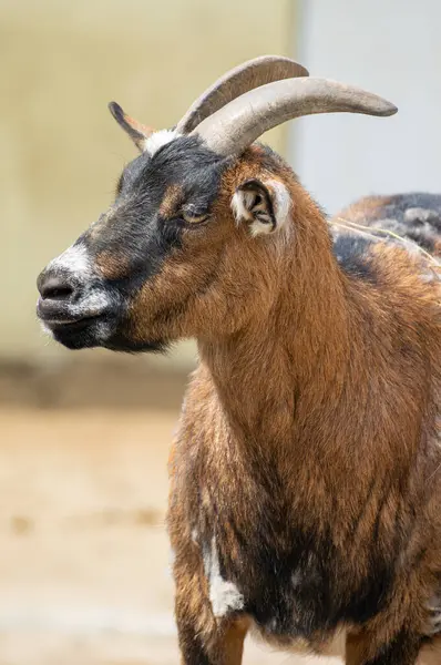 Benzersiz kıvrımlı boynuzları olan bir keçi, eşsiz özelliklerini bir çiftlik avlusunda dururken sergiler. Hayvan, kırsal bir ortamda sıcak güneşin tadını çıkarıyor..