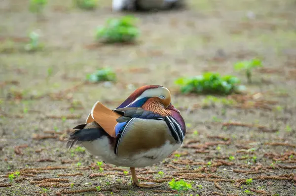 Canlı bir mandalina ördeği tek bacağının üzerinde duruyor, yemyeşil ortamda tüylerini yoluyor. Huzurlu atmosfer doğanın güzelliğini ve kuşun parlak tüylerini vurgular..