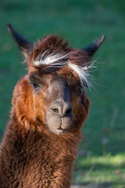Bir lama, gür yeşil bir çayırda sessizce duruyor, kalın, tüylü kürkünü ve benzersiz saç stilini sergiliyor. Güneş ışığı, sakin tavrını vurgulayarak onun özelliklerini vurgular.