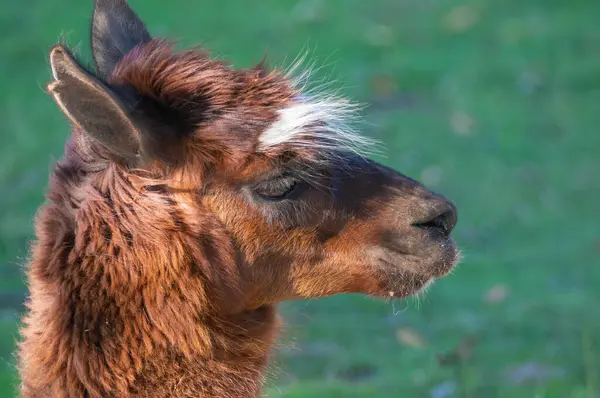 Lama, yemyeşil bir arka planda görünüyor. Kahverengi ve beyaz kürkü güneş ışığında parıldıyor. Yumuşak ifadesini ve sakin açık hava ortamında rahat duruşunu vurguluyor..