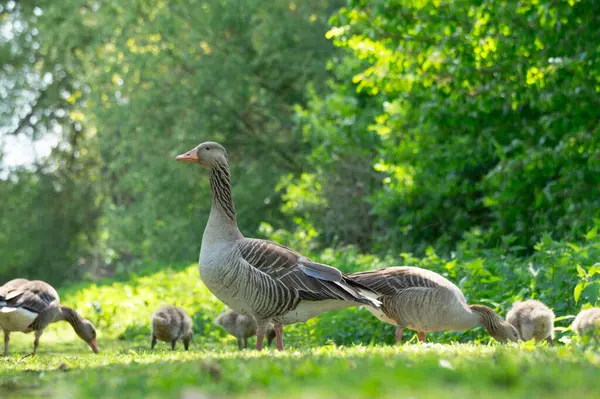 Greylag kazları ve kazları suyun yakınındaki canlı yeşil çimlerde avlanıyorlar. Güneş ışıl ışıl parlıyor ve bu bahar öğleden sonrasının huzurlu atmosferini güçlendiriyor..