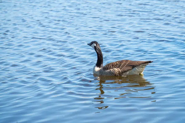 Bir Kanada kazı sakin bir göl boyunca zarifçe yüzer. Güneş berrak mavi sudan yansıyarak sakin ve resimsel bir manzara yaratır. Kuş hiç zorlanmadan süzülür, doğayla iç içe..