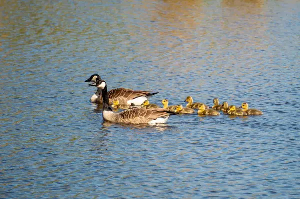 İki yetişkin kaz, berrak mavi bir gökyüzünün altında sakin bir gölün sularında süzülen tüylü bir grup kaza liderlik ediyor. Sahne, doğanın huzurlu bir anını yakalar..