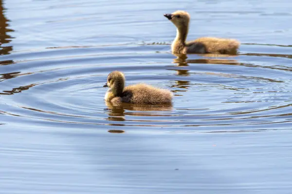 İki tüylü ördek yavrusu sakin bir gölette yavaşça kürek çekerek doğanın sükunetiyle çevrili, parlak güneş ışığı altında dalgalanmalar yaratırlar..