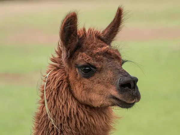 Kahverengi bir lama yemyeşil bir tarlada duruyor, tüylü kürkü güneş ışığını yakalıyor. Hayvan meraklı görünüyor, kulakları kalkık ve ağzında bir tutam otla, sükuneti somutlaştırıyor..