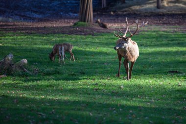 Yeşil bir çayırda iki geyik görülüyor, biri otluyor ve diğeri ayakta duruyor. Güneş ışığı ağaçların arasından süzülür ve alacakaranlıkta ormanda sakin bir atmosfer yaratır..