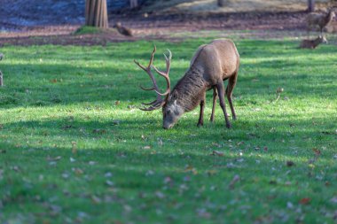 Etkileyici boynuzları olan bir geyik ağaçlarla çevrili sakin bir ormanda taze yeşil çimlerde huzur içinde otluyor. Sonbahar yaprakları toprağı kirletir.