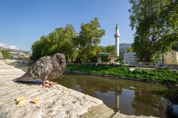 Saraybosna 'da cami ve güneşli bir günde arka planda yeşillik ile nehrin kıyısına tünemiş güvercin.