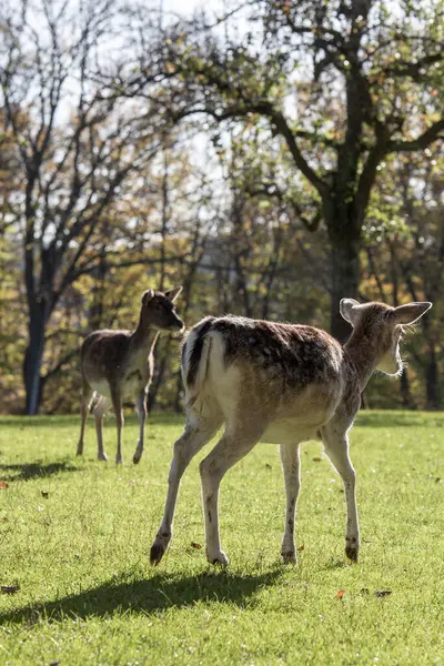 İki nadasa düşen geyik yemyeşil bir çimenlikte huzur içinde otluyor. Etrafındaki ağaçlar yaprakların arasından süzülen güneş ışığıyla canlı bir sonbahar yeşilliği sergiliyor ve sakin bir atmosfer yaratıyor..