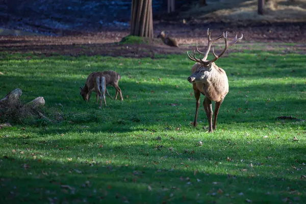 Yeşil bir çayırda iki geyik görülüyor, biri otluyor ve diğeri ayakta duruyor. Güneş ışığı ağaçların arasından süzülür ve alacakaranlıkta ormanda sakin bir atmosfer yaratır..