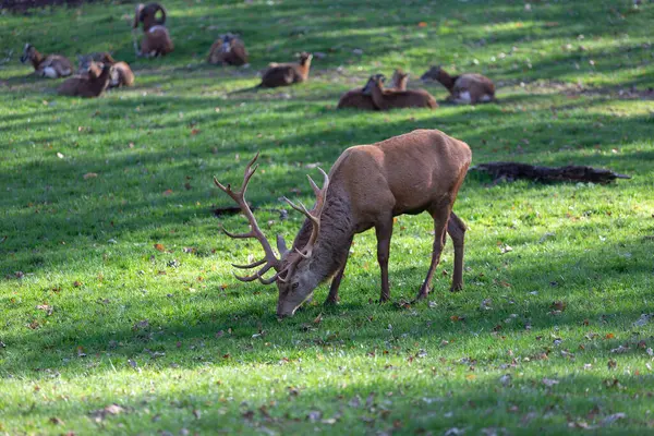 Olgun bir geyik canlı yeşil çimlerde otlarken görülüyor, diğer geyikler de arka planda dinleniyor. Ormanın sakinliği, ağaçların arasından süzülen sıcak öğleden sonra ışığıyla artar..