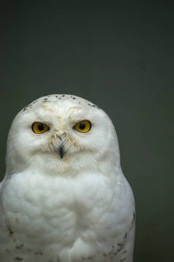 Karlı bir baykuş, parlak sarı gözleri önünde dikilir tüylü beyaz tüylerini ve siyah işaretlerini göstererek görkemli varlığını vurgular..
