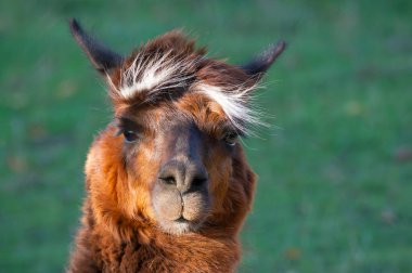 Bir lama dışarıda duruyor, eşsiz kırmızı-kahverengi kürkünü ve beyaz püskülünü sergiliyor. Aydınlık gün ışığında yemyeşil bir otlakla çevrili iken meraklı bir şekilde izleyiciye bakar..