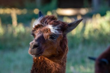 Belirgin yüz işaretleri olan kahverengi bir lama, güneşli bir çayırdaki izleyiciye doğrudan bakar. Arka plan yumuşak yeşillik içeriyor, huzur ortamını geliştiriyor.