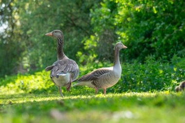 İki greylag kazının sakin bir park ortamında canlı yeşil çimlerde dolaşması. Güneş ışığı ağaçların arasından süzülür ve çevrelerini keşfederken sakin bir atmosfer yaratır..