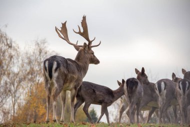 Büyük bir erkek geyik, etkileyici boynuzlarını sergileyerek önde duruyor. Bu arada birkaç geyik de verimli bir sonbahar ortamında huzur içinde otluyor..