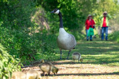 Güneşli bir bahar günü, yemyeşil bir parkta, güneşli bir yolda yürüyen bir çift olarak, bir kaz sürüsü, tüylü kazlarının başında nöbet tutar..