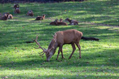 Yetişkin bir erkek geyik, huzurlu bir atmosferle çevrili yemyeşil bir çayırda yiyecek arıyor. Arka planda, birkaç geyik sessizce dinleniyor, öğleden sonra güneşinin tadını çıkarıyorlar..