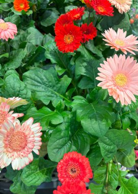 Parlak kırmızı ve pembe Gerbera papatyaları yemyeşil yaprakların arasında serada canlı renklerini göstererek baharın gelişini işaret ediyorlar..