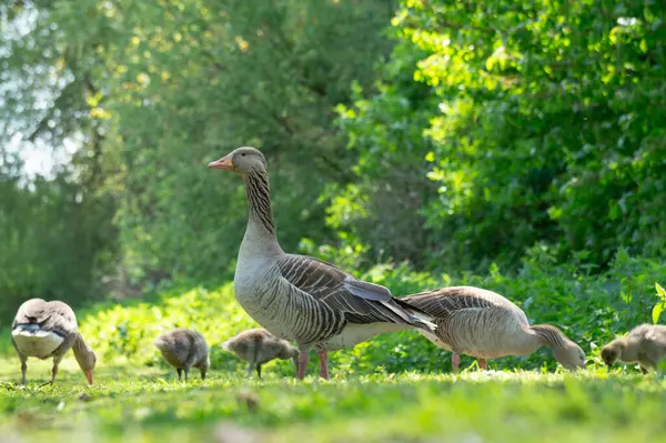 Bir grup kazın canlı bir parkta otların arasında yiyecek ararken görüldüğü görüldü. Bereketli yeşil çevre ve yumuşak sabah ışığı sahnenin doğal güzelliğini arttırır..