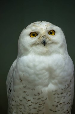 Karlı bir baykuş sakince duruyor, güzel beyaz tüylerini ve ayırt edici sarı gözlerini vurguluyor. Çevre, muhtemelen bir vahşi yaşam sergisinde ya da eğitim ortamında gibi görünüyor..