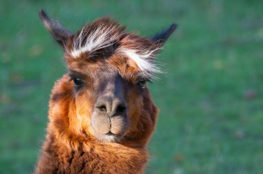 Bir lama, eşsiz kürk desenini ve tuhaf ifadesini sergileyen yakın çekim için poz verir. Parlak yeşil çimenler çevresini sarar ve canlı bir sonbahar atmosferi yaratır..