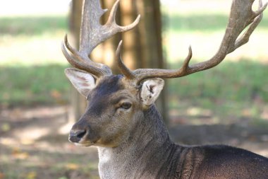 Etkileyici boynuzları olan yakışıklı bir erkek sakin bir ormanda hareketsiz durur. Güneş ışığı ağaçların arasından süzülerek hayvanın etrafında barışçıl bir atmosfer yaratır..