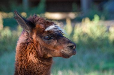 Zengin kahverengi kürklü ve kafasında benzersiz beyaz çizgili lama parlak yeşil bir alanda sakince duruyor. Arka plan hafifçe bulanık, sakin bir atmosfer yaratıyor..