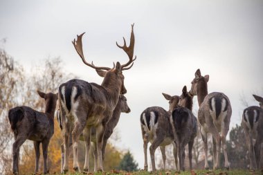 Düşmüş birkaç geyik otlama pozisyonunda bir arada duruyor ve kendine özgü boynuzlarını ve desenli paltolarını sergiliyorlar. Yumuşak ışık arka plandaki sonbahar renklerini güçlendirir.