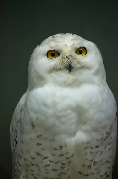 Karlı bir baykuş sakince duruyor, güzel beyaz tüylerini ve ayırt edici sarı gözlerini vurguluyor. Çevre, muhtemelen bir vahşi yaşam sergisinde ya da eğitim ortamında gibi görünüyor..