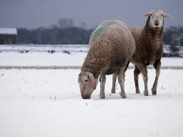 Koyun, karla kaplı topraklarda huzur içinde otluyor. Etrafı doğayla çevrili sakin kırsal bir kış ortamında..