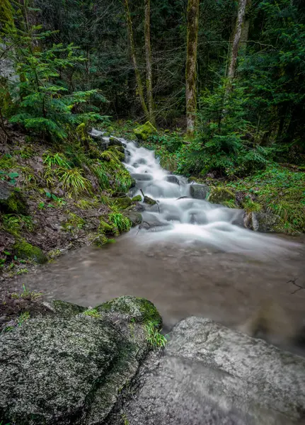 Huzurlu bir orman sahnesinde, canlı yeşillikler ve yosun kaplı taşlarla çevrili, şafak vakti doğanın sükunetini yakalayan hafif akan bir dere vardır..