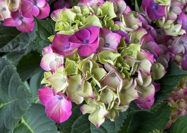 Güzel ortanca çiçekleri, bahçedeki zengin yeşil yapraklarla çevrili pembe ve yeşil yaprakların bir karışımını sergiler. Bu renkli görüntü gün ışığında çekiliyor..