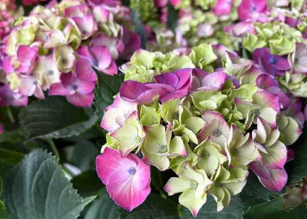 Canlı bir bahçede, ortanca çiçeği kümeleri sıcak güneş ışığı altında pembe ve yeşil tonlarını sergiler, narin yapraklarını ve yemyeşil yapraklarını sergilerler..