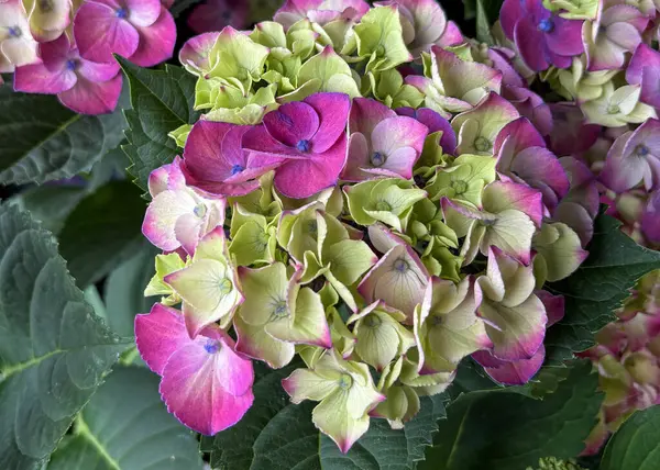 Güzel ortanca çiçekleri, bahçedeki zengin yeşil yapraklarla çevrili pembe ve yeşil yaprakların bir karışımını sergiler. Bu renkli görüntü gün ışığında çekiliyor..