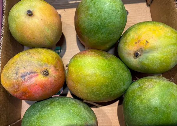 Bir mango koleksiyonu karton bir kutunun içinde düzgünce paketlenir, yeşilin çeşitli tonlarını ve kırmızı ipuçlarını vurgular. Taze meyve bir markette satın alınmaya hazır görünüyor..