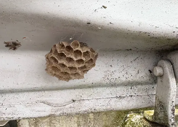 Bir arı kovanı, eşsiz altıgen yapısını gösteren metal bir yüzeye bağlıdır. Kovan doğal elementlerle çevrili..